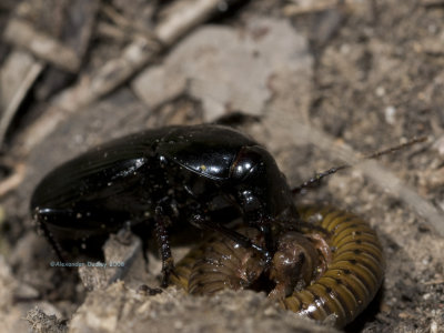 Carabid beetle attacking millipede