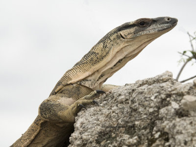 Lace Monitor Varanus varius