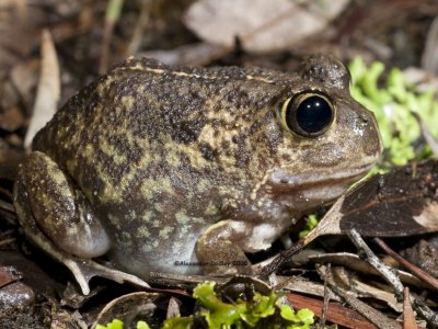 Trilling Frog, Neobatrachus sudellae