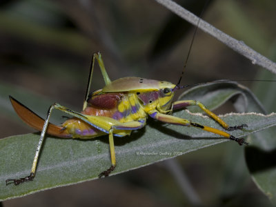 Metholce nigritarsis