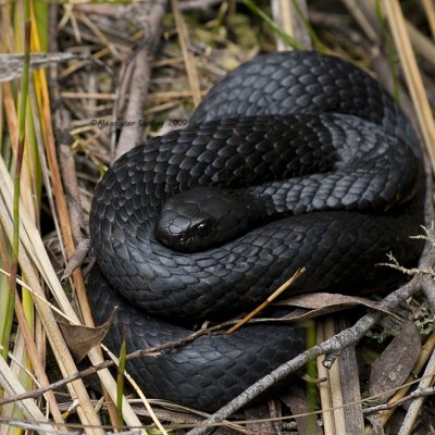 Tasmanian Tiger Snake (Notechis scutatus)