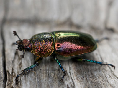 Laprima aurata, Lucanidae