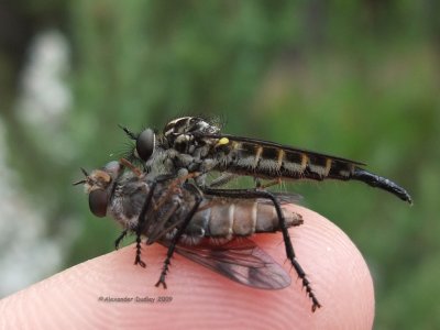 Robber fly and victim