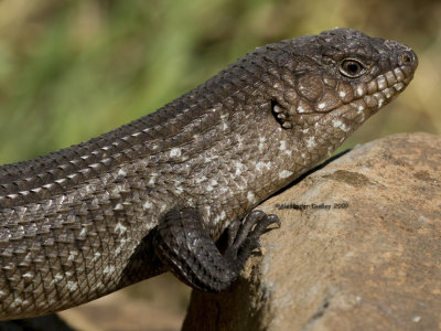 Egernia cunninghami 3755.jpg