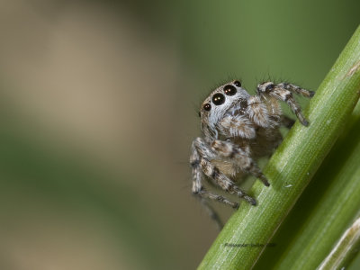 Jumping Spider, Salticidae