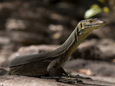 Merten's water monitor