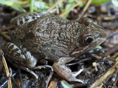 Limnodynastes fletcheri