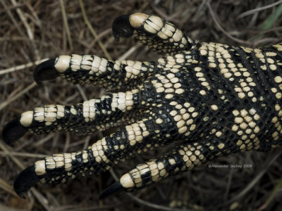 Lace monitor front foot