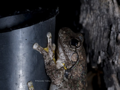 Peron's tree frog using polypipe