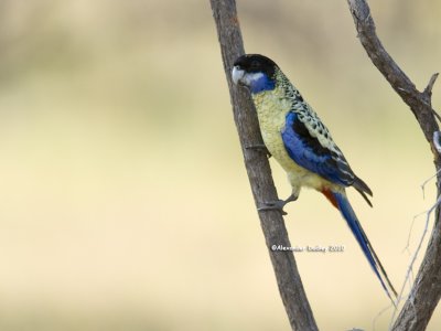 Northern Rosella