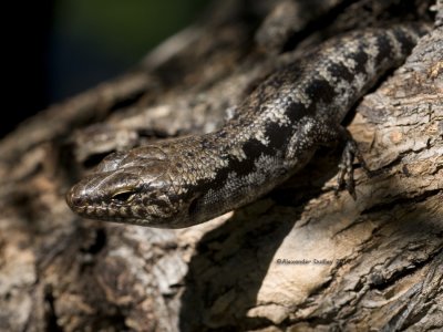 Barred-sided Skink Concinnia (Eulamprus) tenuis