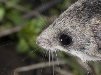 Common Dunnart, Sminthopsis murina