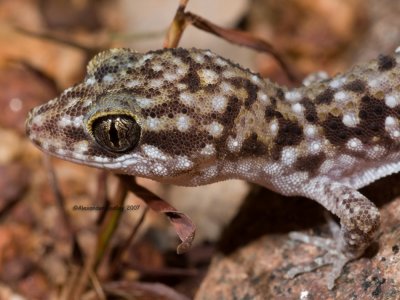 Prickly Gecko, Heteronotia binoei