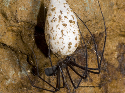 Tasmanian Cave Spider, Hickmania troglodytes