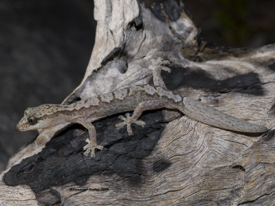 Zig-zag Gecko Amalosia rhombifer