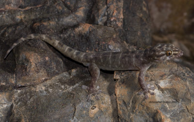 Gehyra borroloola