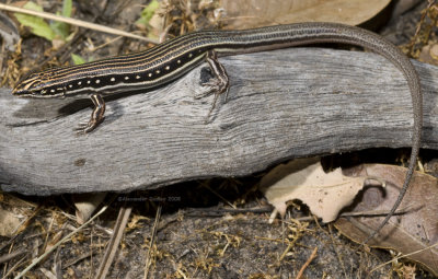 Ctenotus- Comb-eared skinks