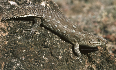 Gidgee Skink, Egernia stokesii