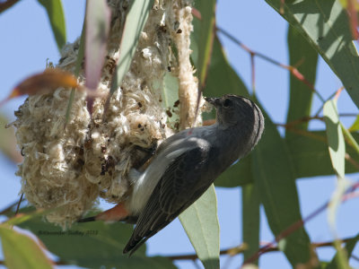 Mistletoebird, female at nest