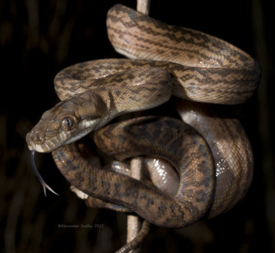 Scrub Python, Morelia kinghorni