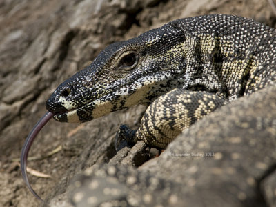 Lace Monitor, Varanus varius