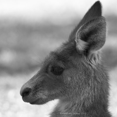 Eastern Grey Kangaroo