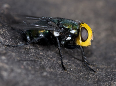 Metallic Fly, Calliphoridae