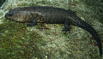 Egernia cunninghami group member