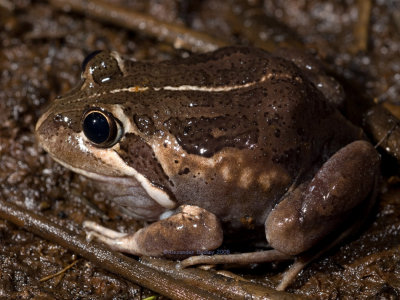 Pobblebonk Limnodynastes dumerilii insularis