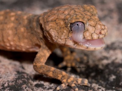 Spiny Knob-tailed gecko, Nephrurus sheaii