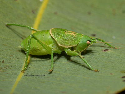 weird cricket.jpg