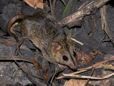 Red-cheeked dunnart, Sminthopsis virginiae
