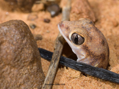 Beaked gecko Rhynchoedura sexapora emerging from burrow