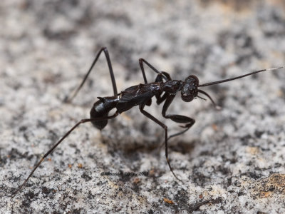 Ant-mimicking Preying Mantis