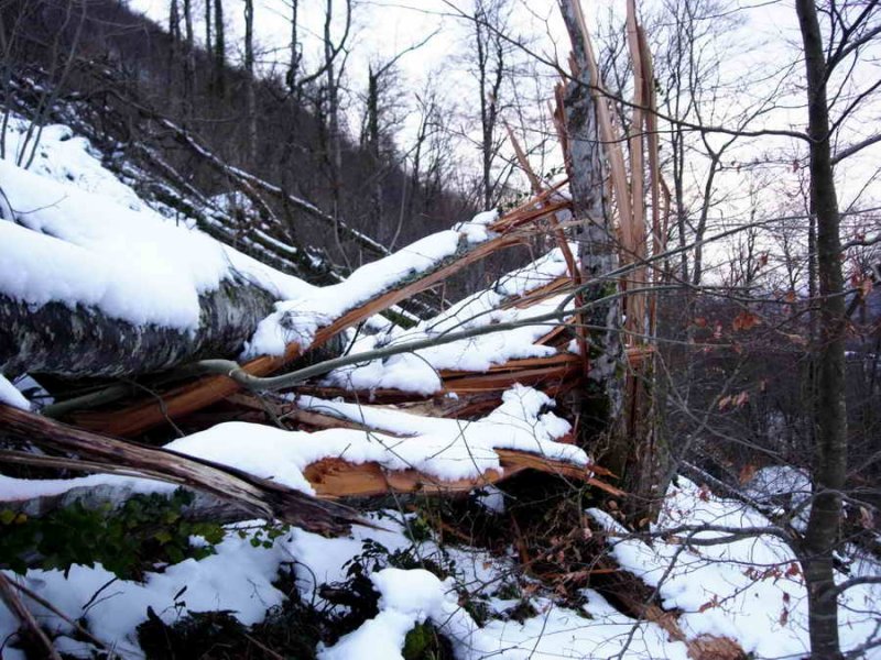 Couloir de la mort pour les arbres de la fort dEscot