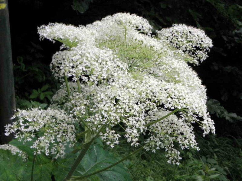 Fleurs multiples de la berce des Pyrnes