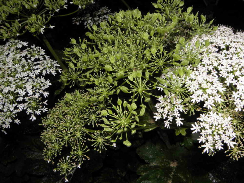 Fleurs et graines de la Berce