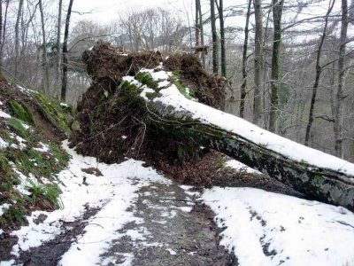 Après la tempête Klaus du 24 janvier 2009 : forêt d'Escot