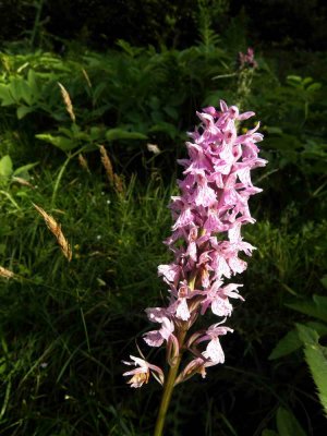 Orchis tachet