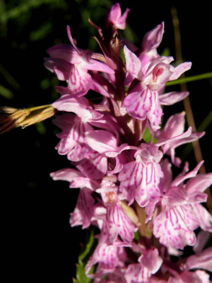 Orchis tachet (dtail)