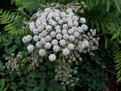 Fleurs de la Berce