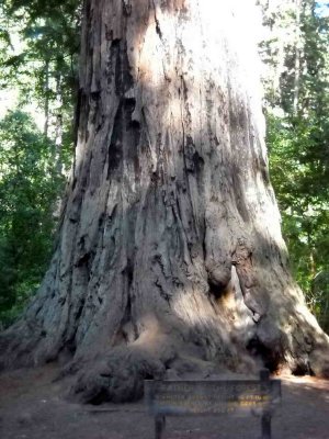 Redwood : le père de la forêt