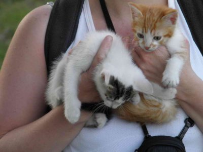 Les Kitties du Lubron trouvs abandonns,  Socks and Citron.