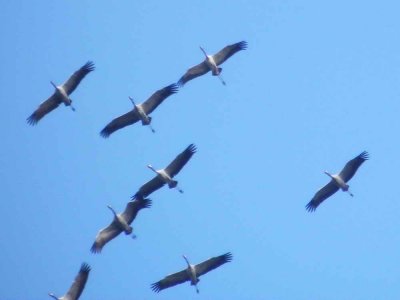 Automne, le ciel se couvre de grues migratrices