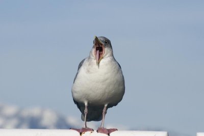 Shouting Seagull