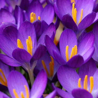 Crocus Patch