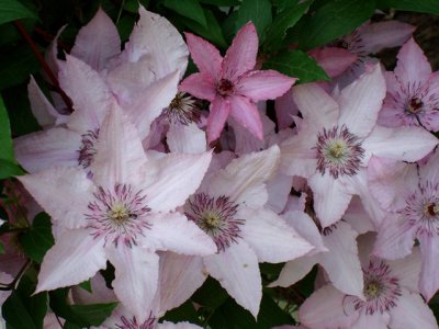 Nellie Moser Clematis