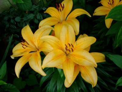 Asiatic Lily