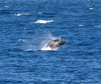 Maui 2009 489.jpg