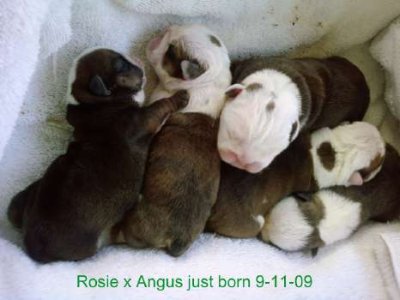 Angus x Rosie pups DOB 09/11/09